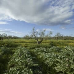 Regenerative Agriculture and a Whole Systems Approach at Les Moulins Mahjoub Image